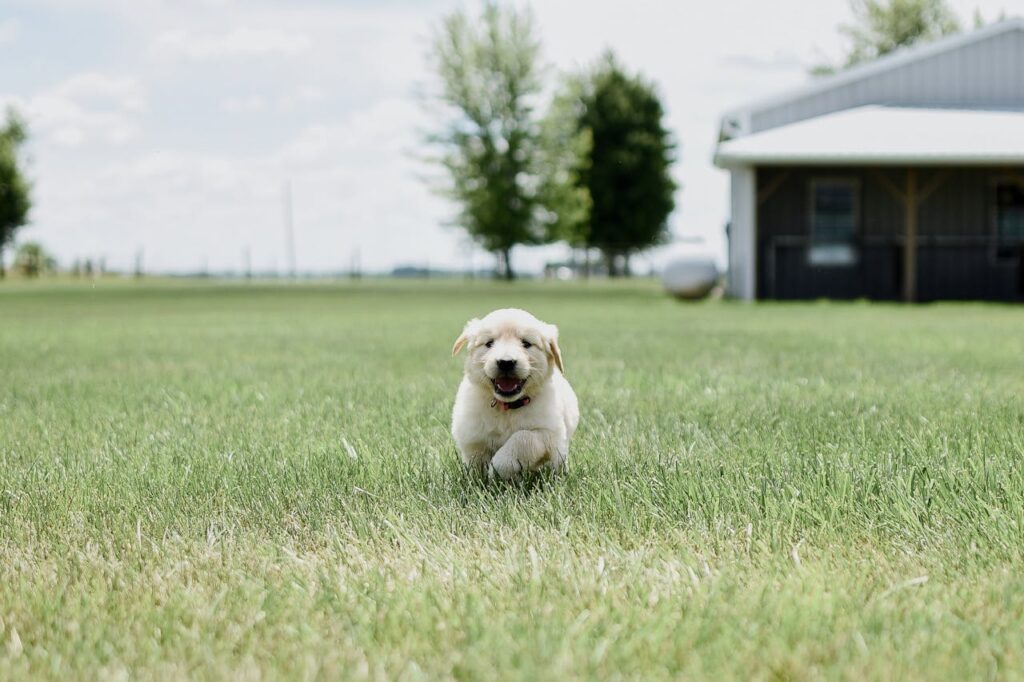 Charming Labrador puppy joyfully running on a grassy field near a barn, capturing pure happiness.