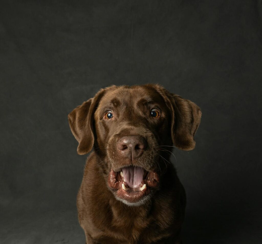 Close-up of a chocolate Labrador Retriever with a surprised expression against a dark background.